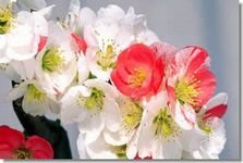 咲き分け品種 新潟市秋葉区