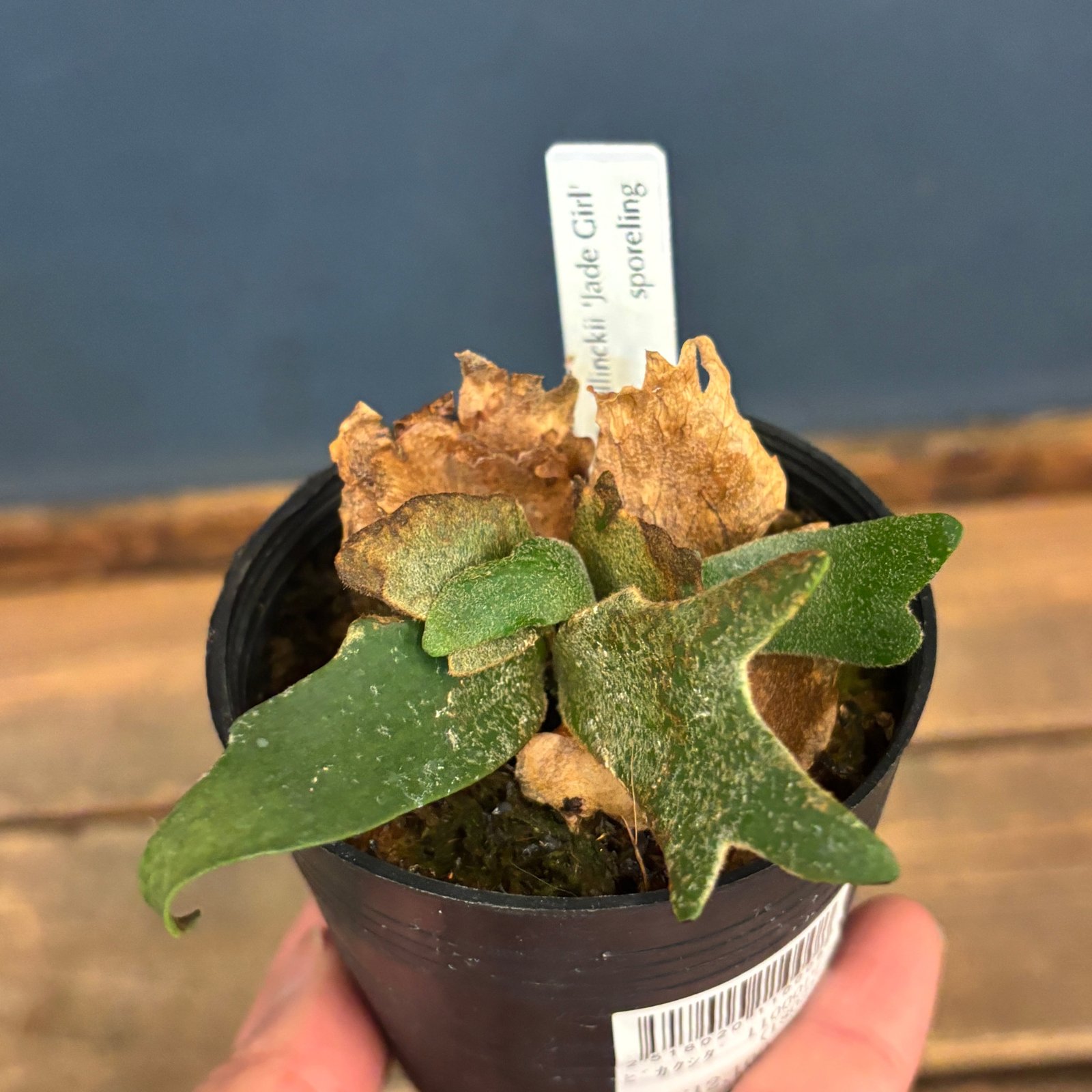 クリアランス】ビカクシダ ジェイドガール P. willinckii 'Jade Girl