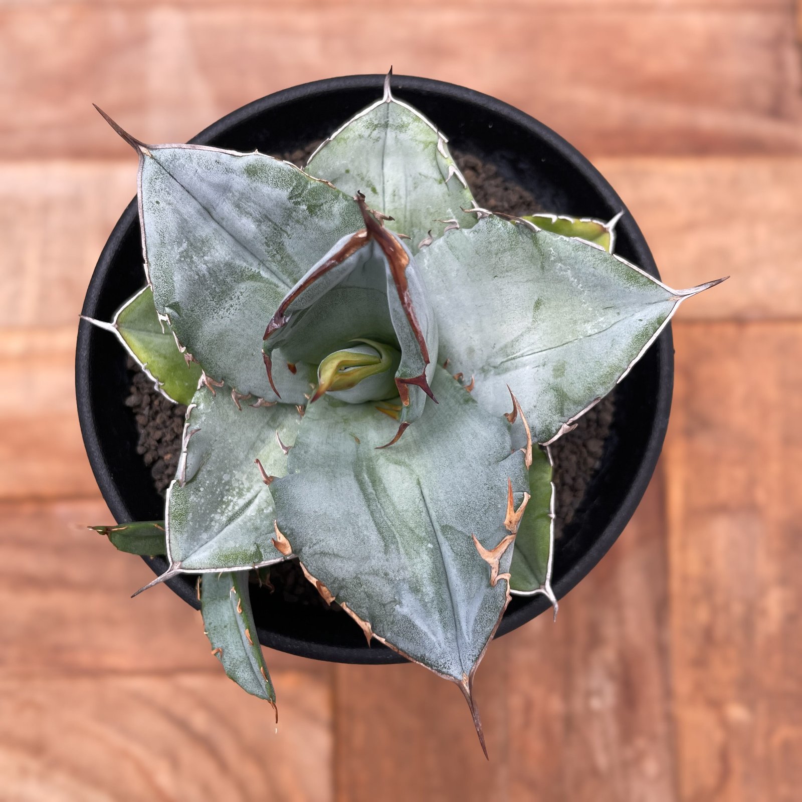 Agave oteroi【アガベ・オテロイ・実生】 | RIMO'S GREEN 【Saboten