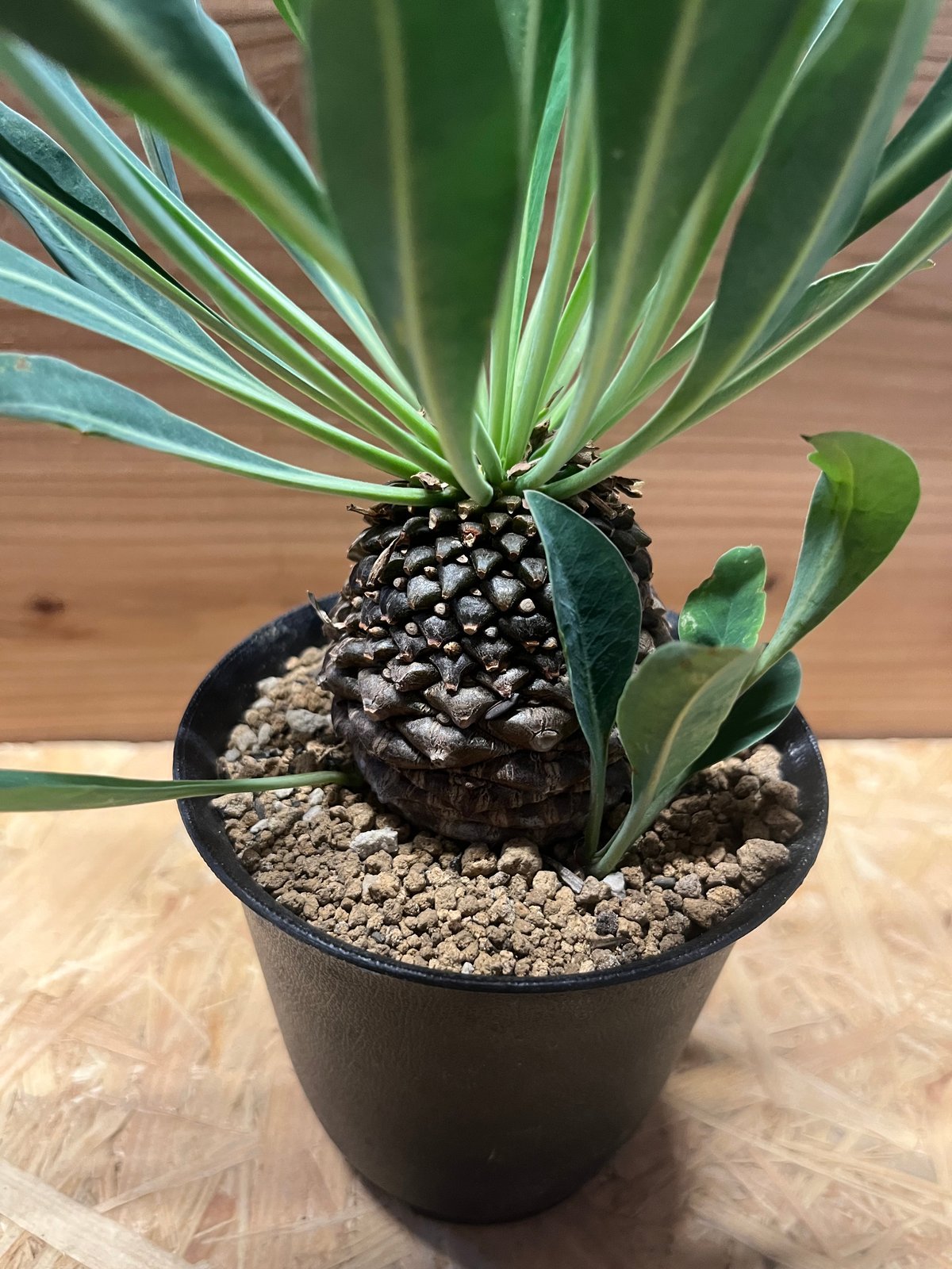 ユーフォルビア プブレウリフォリア 鉄甲丸 | GREEN LUCK