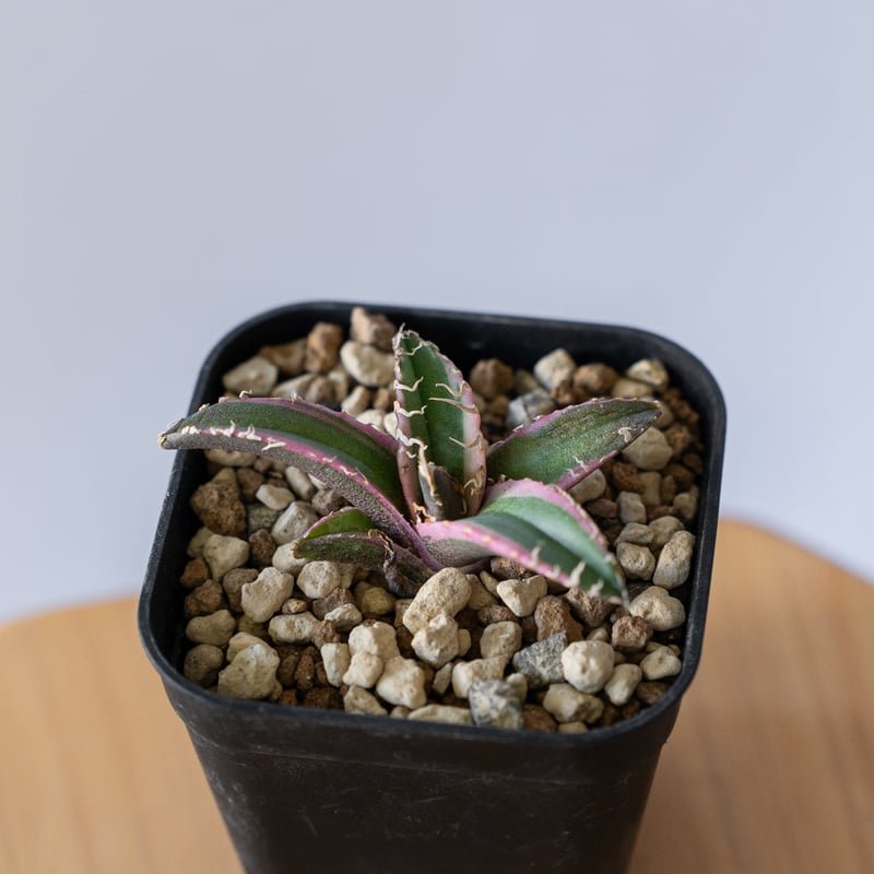 アガベ チタノタ シーザー 白覆輪【発根管理中】 TC Agave titanota