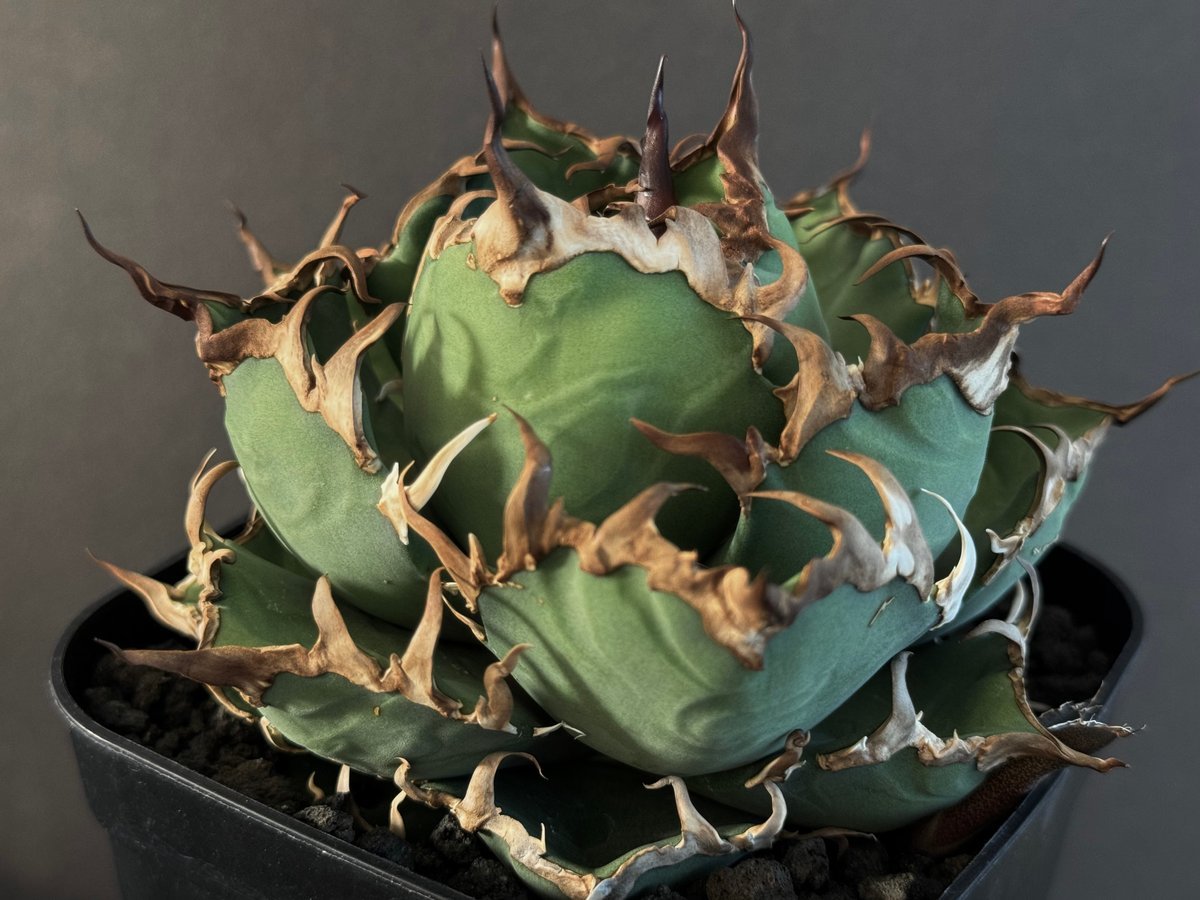 アガベ・チタノタ シーザー/凱撒(中)-044｜agave titanota caesar |