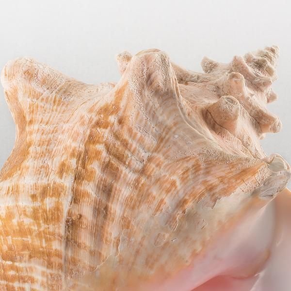 クイーンコンクシェル（大）ー三宝堂オンラインショップ