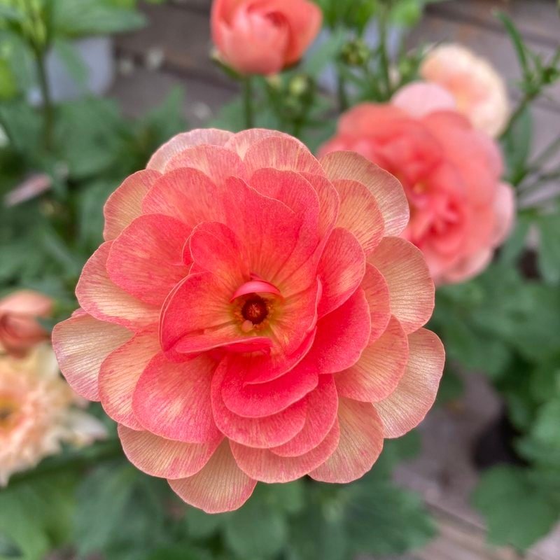 ラナンキュラス ラックスシリーズ 5号 エリス｜草花04-PA | 草花