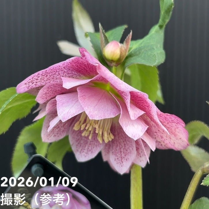 お買い得一点物咲き進み株】堀切園 クリスマスローズ ウィンター