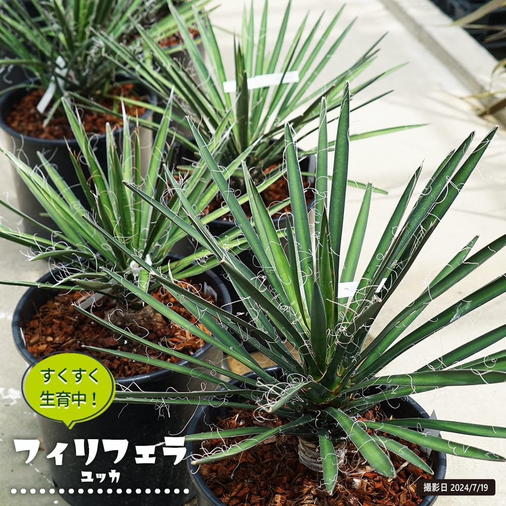 楽天市場】【トンプソニアーナ】ユッカ ナーセリーポット大苗 耐寒性南