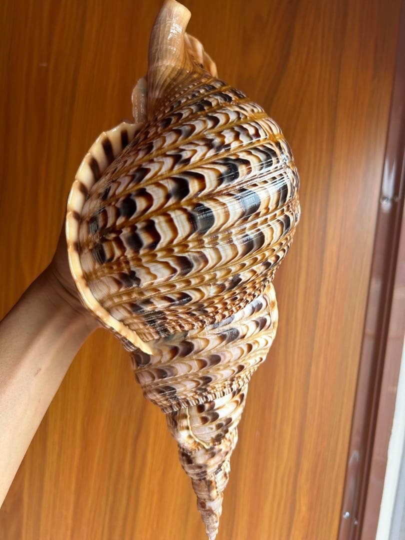 法螺貝　39.2cm 蓋付