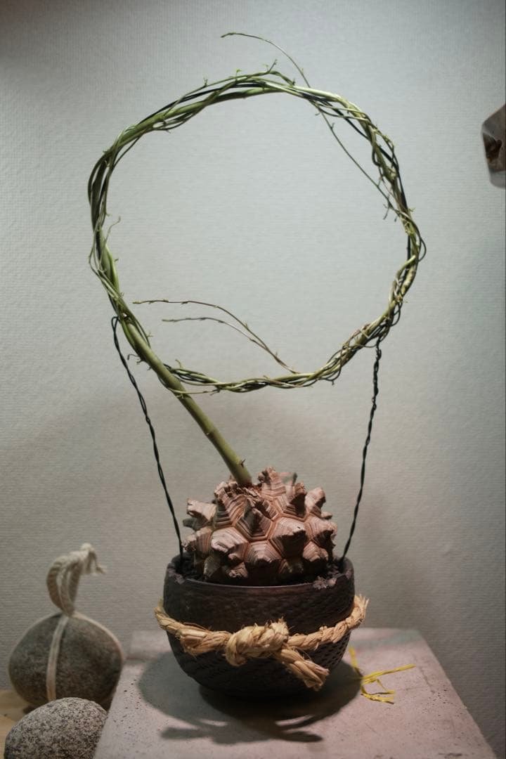 長谷川亀甲竜 塊根植物 コレクション 長谷川園芸さんの亀甲竜が入荷しました🙌🙌 店頭は販売中です！ online