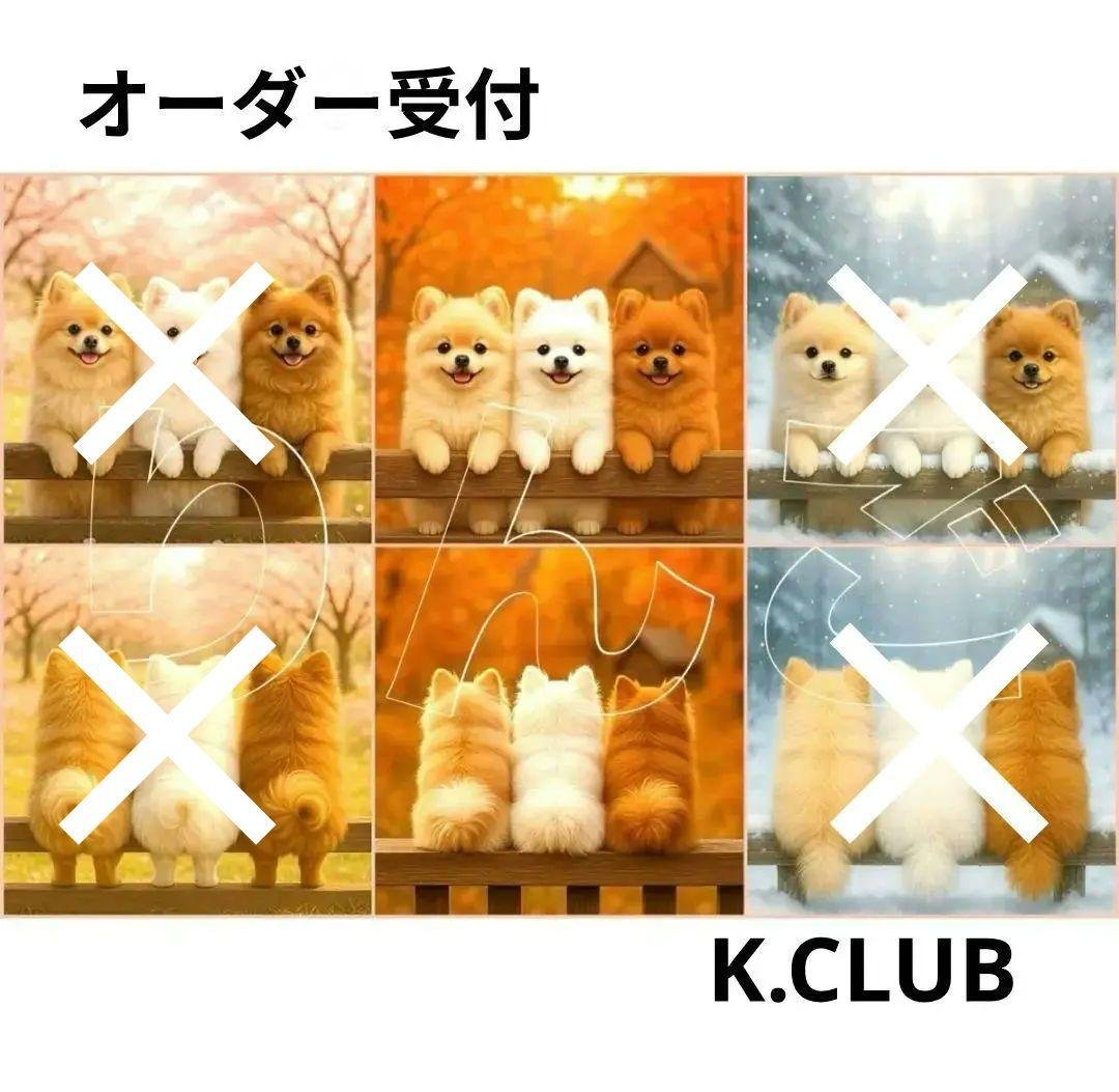 オーダー受付　ポメラニアン　ご予約ページ　11/9 ポメラニアン【茨城県・男の子・2025年11月23日・オレンジ】🐶2/22