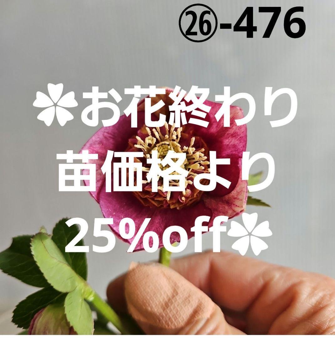 ㉖-476 クリスマスローズ お買い得一点物咲き進み株】加藤農園 クリスマスローズ グロッシー