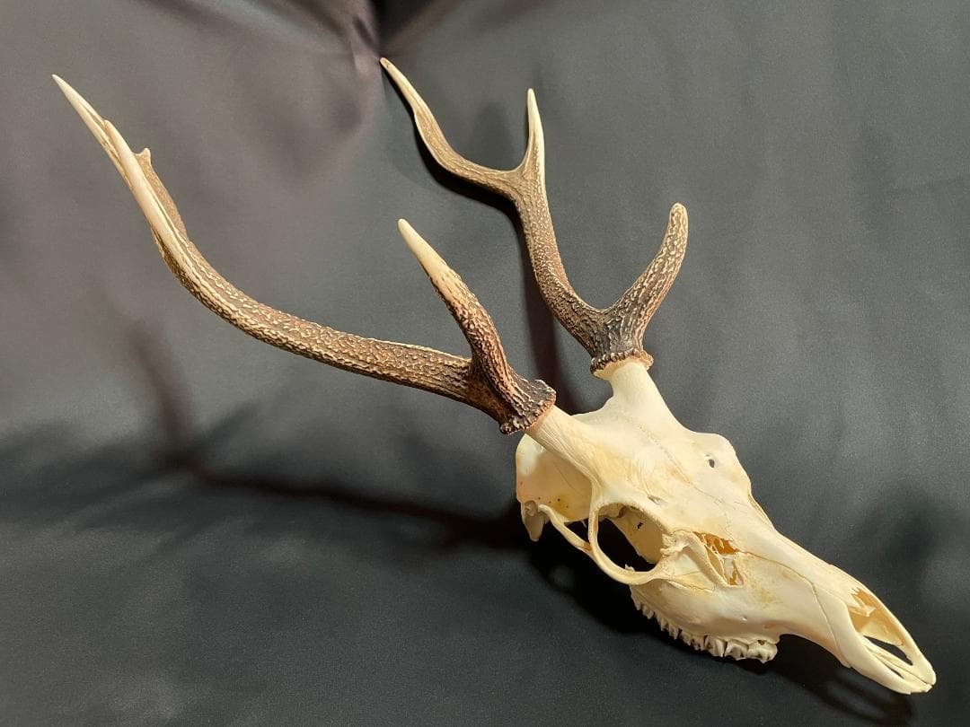 【日本鹿】三段角の日本鹿の頭蓋骨 日本鹿】三段角の日本鹿の頭蓋骨 - メルカリ