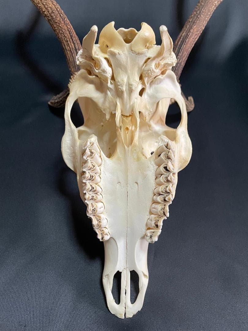 日本鹿】三段角の日本鹿の頭蓋骨 - メルカリ